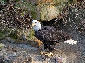 Wildlife At The Cincinnati Zoo