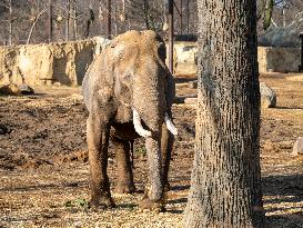 Wildlife At The Cincinnati Zoo