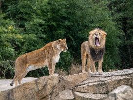 Wildlife At The Cincinnati Zoo