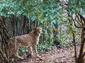 Wildlife At The Cincinnati Zoo