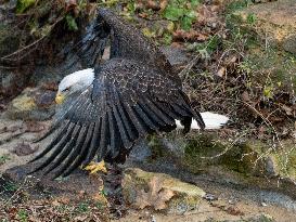 Wildlife At The Cincinnati Zoo