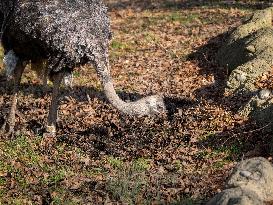 Wildlife At The Cincinnati Zoo