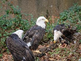 Wildlife At The Cincinnati Zoo