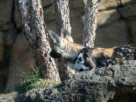 Wildlife At The Cincinnati Zoo