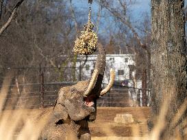 Wildlife At The Cincinnati Zoo