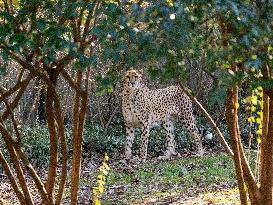 Wildlife At The Cincinnati Zoo