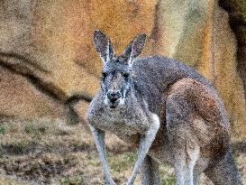 Wildlife At The Cincinnati Zoo