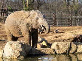 Wildlife At The Cincinnati Zoo