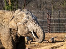 Wildlife At The Cincinnati Zoo