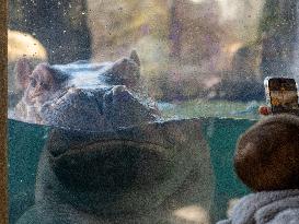 Wildlife At The Cincinnati Zoo