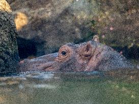 Wildlife At The Cincinnati Zoo