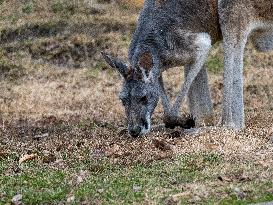 Wildlife At The Cincinnati Zoo