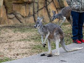 Wildlife At The Cincinnati Zoo