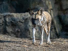 Wildlife At The Cincinnati Zoo