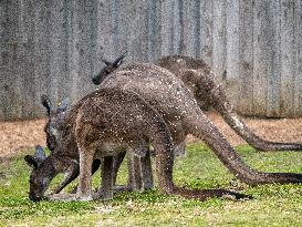 Wildlife At The Cincinnati Zoo