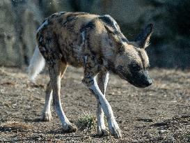 Wildlife At The Cincinnati Zoo