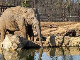 Wildlife At The Cincinnati Zoo