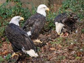 Wildlife At The Cincinnati Zoo