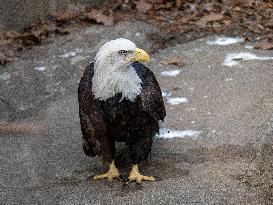 Wildlife At The Cincinnati Zoo