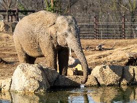 Wildlife At The Cincinnati Zoo