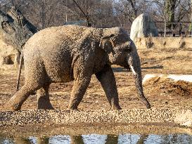 Wildlife At The Cincinnati Zoo