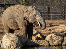 Wildlife At The Cincinnati Zoo