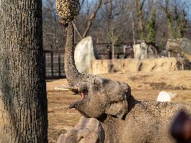 Wildlife At The Cincinnati Zoo