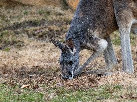 Wildlife At The Cincinnati Zoo