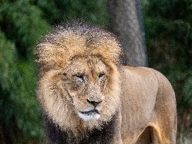 Wildlife At The Cincinnati Zoo