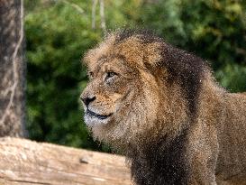 Wildlife At The Cincinnati Zoo