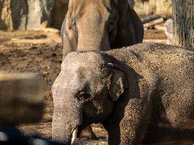 Wildlife At The Cincinnati Zoo