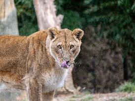 Wildlife At The Cincinnati Zoo