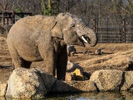 Wildlife At The Cincinnati Zoo