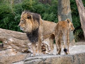 Wildlife At The Cincinnati Zoo