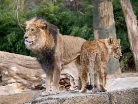 Wildlife At The Cincinnati Zoo