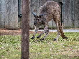 Wildlife At The Cincinnati Zoo