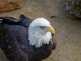 Wildlife At The Cincinnati Zoo