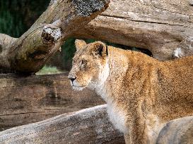 Wildlife At The Cincinnati Zoo