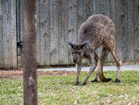 Wildlife At The Cincinnati Zoo