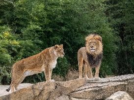 Wildlife At The Cincinnati Zoo