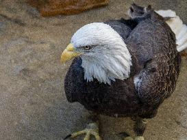 Wildlife At The Cincinnati Zoo