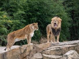 Wildlife At The Cincinnati Zoo