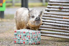 Christmas Treating For Animals At Orana Wildlife Park