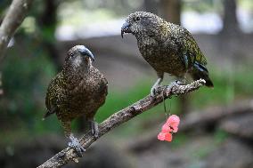 Christmas Treating For Animals At Orana Wildlife Park