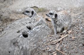 Christmas Treating For Animals At Orana Wildlife Park