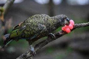 Christmas Treating For Animals At Orana Wildlife Park