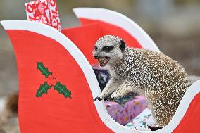 Christmas Treating For Animals At Orana Wildlife Park