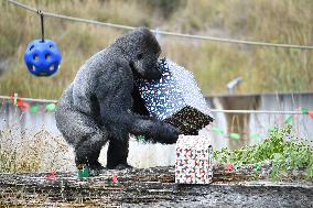 Christmas Treating For Animals At Orana Wildlife Park