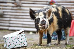 Christmas Treating For Animals At Orana Wildlife Park