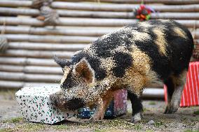 Christmas Treating For Animals At Orana Wildlife Park